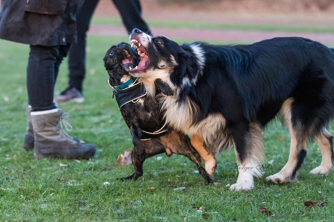 Bild 77 - Hundeshooting